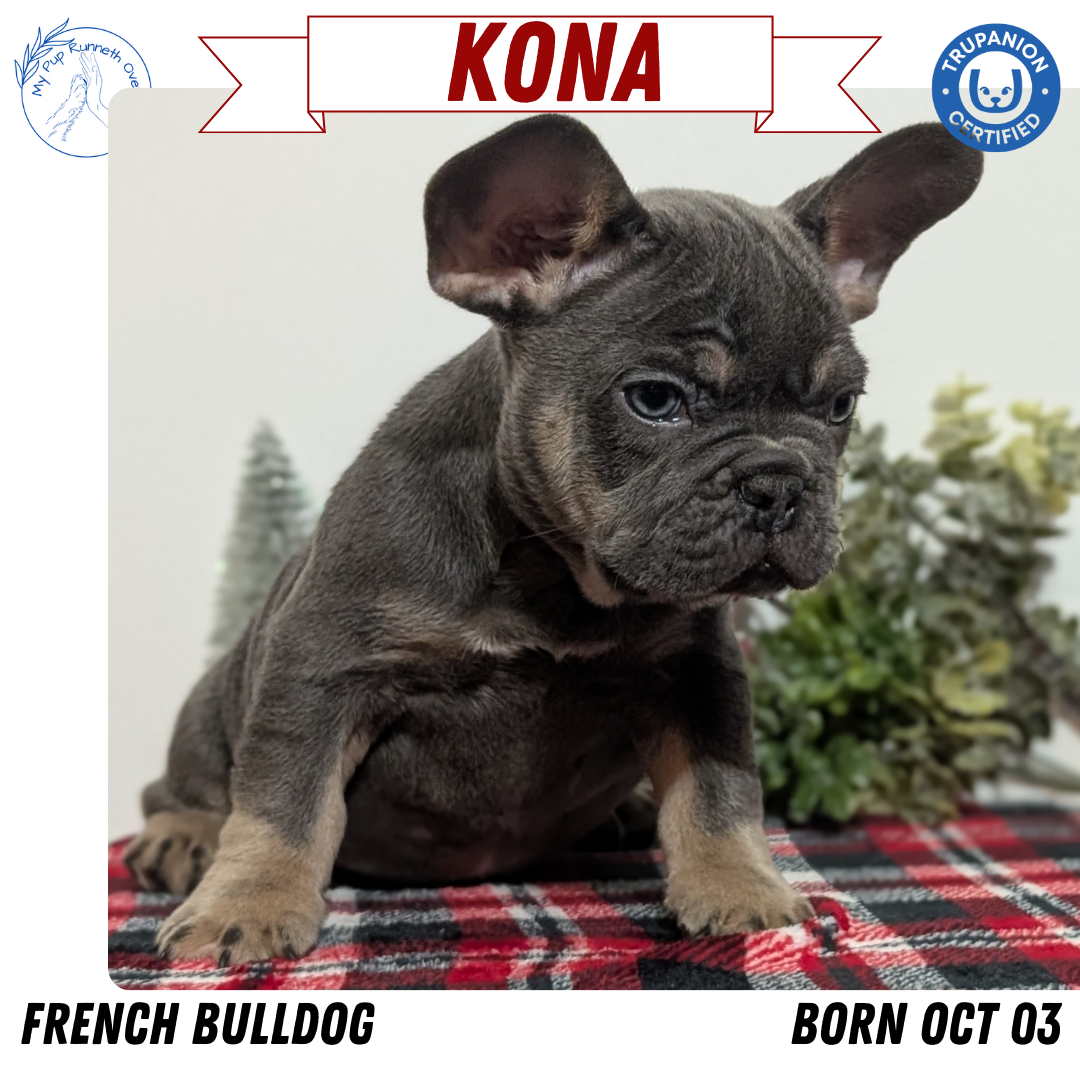 FRENCH BULLDOG (OCT 03) MALES
