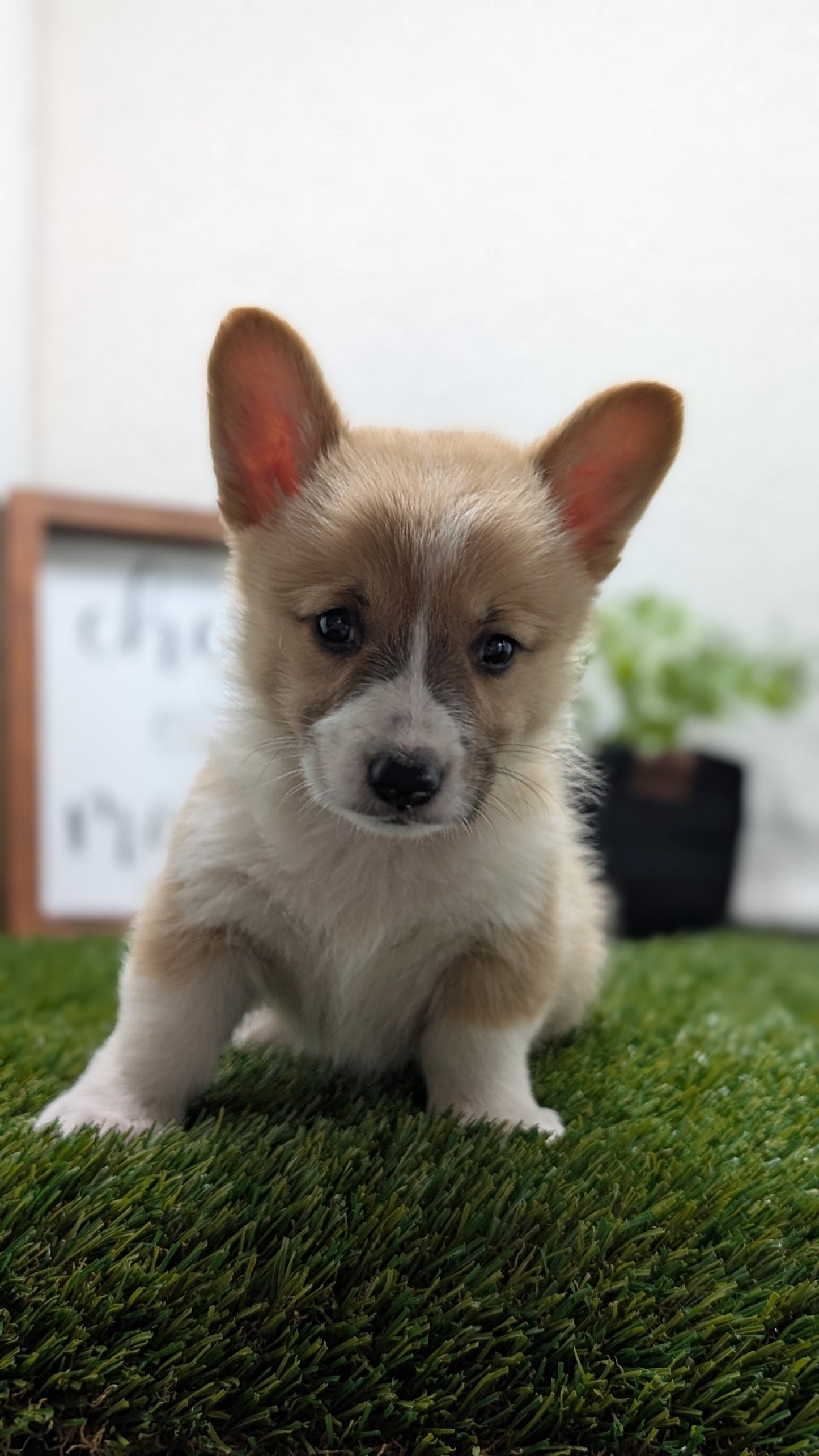 CORGI (07/10) MALE