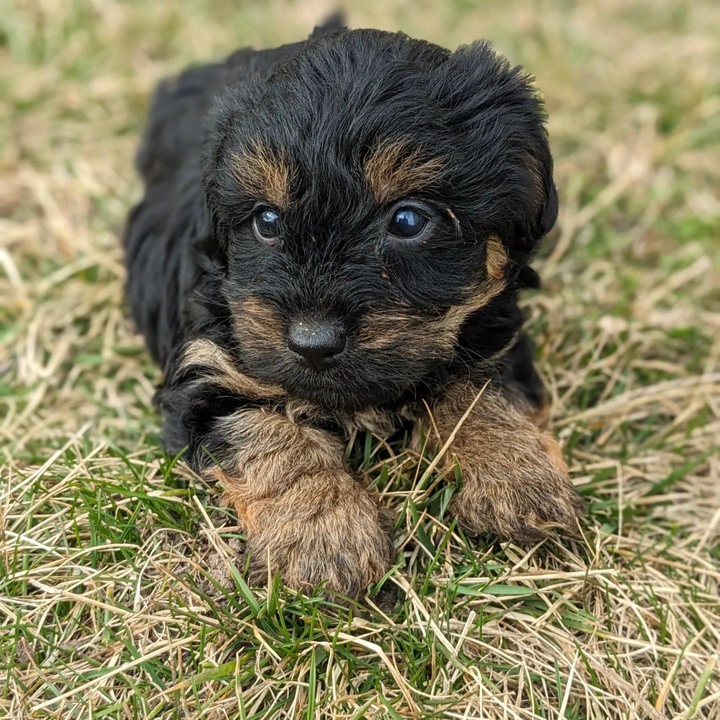 YORKIPOO (1/25) FEMALE