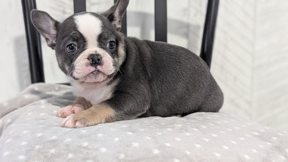 FRENCH BULLDOG (NOV 18) FEMALE