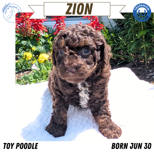 TOY POODLE (06/30) MALE