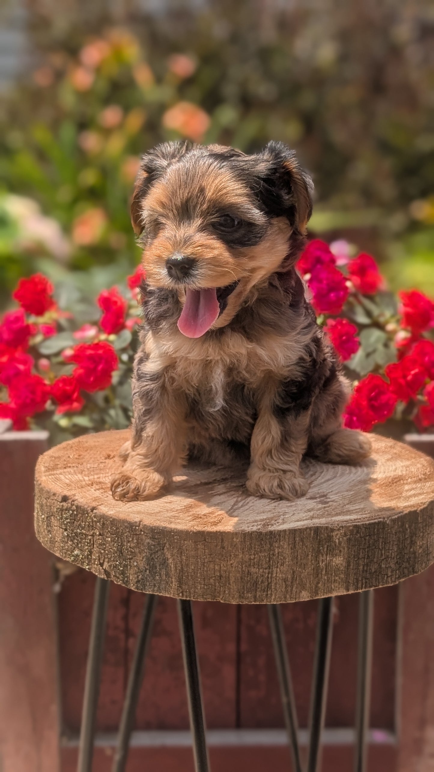 YORKIPOO (MAY 26) FEMALES