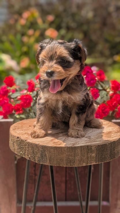 YORKIPOO (MAY 26) FEMALES