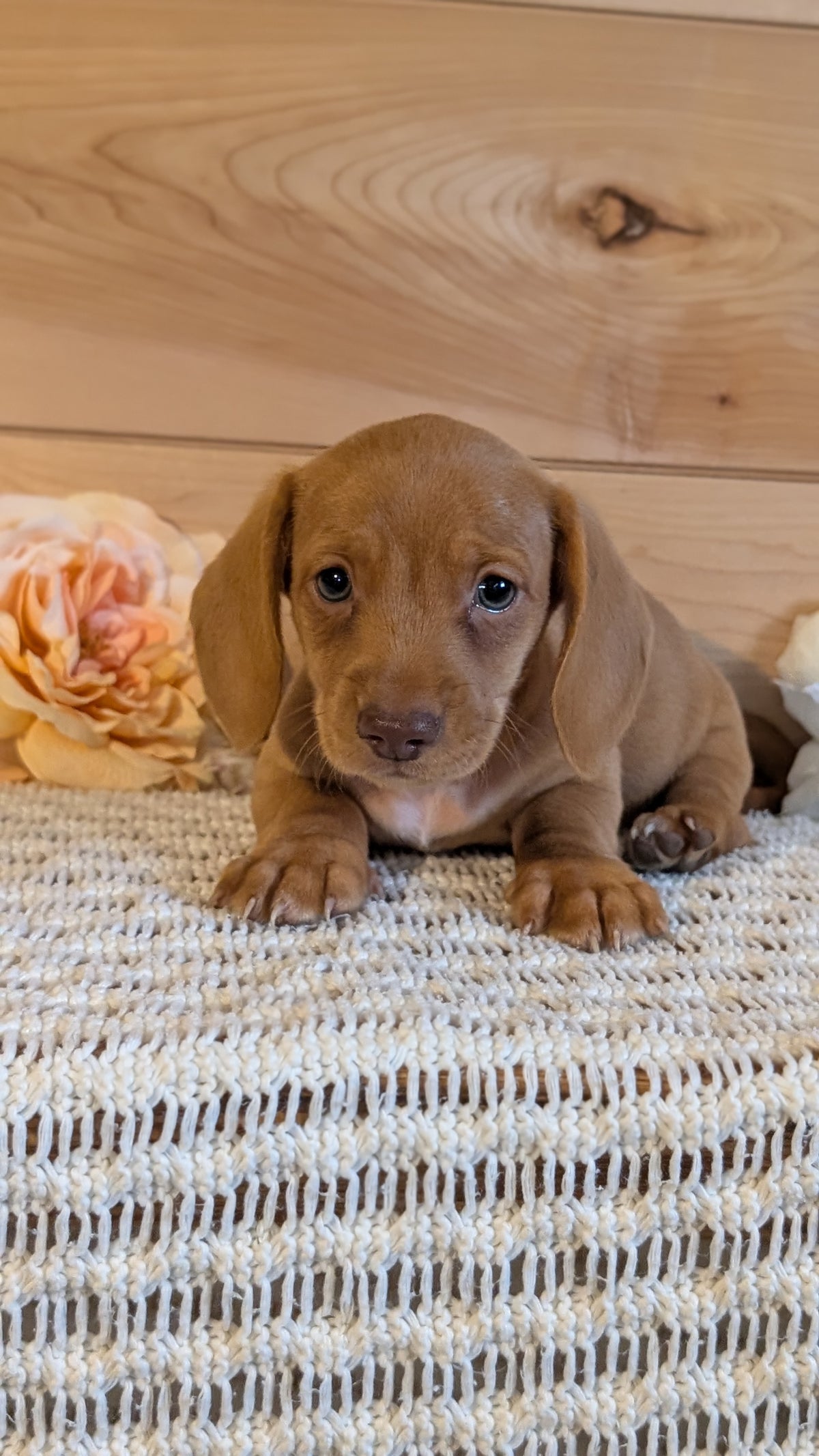 MINI DACHSHUND (JUL 30) 4 MALES/1 FEMALE