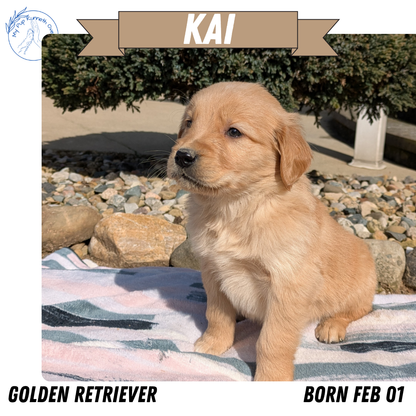 GOLDEN RETRIEVER (02/01) MALE