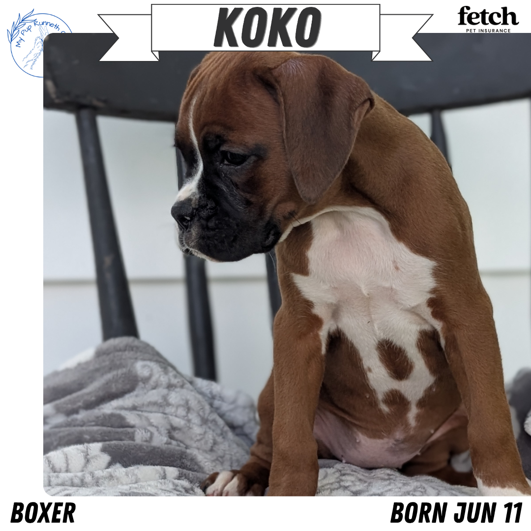 BOXER (JUN 11) FEMALES