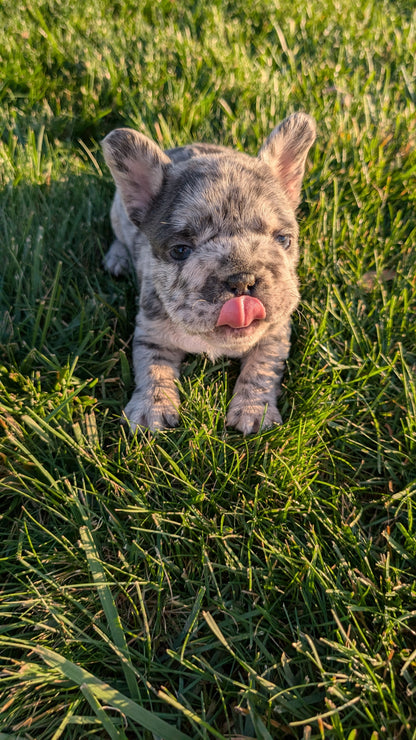 FRENCH BULLDOG (OCT 08) FEMALES