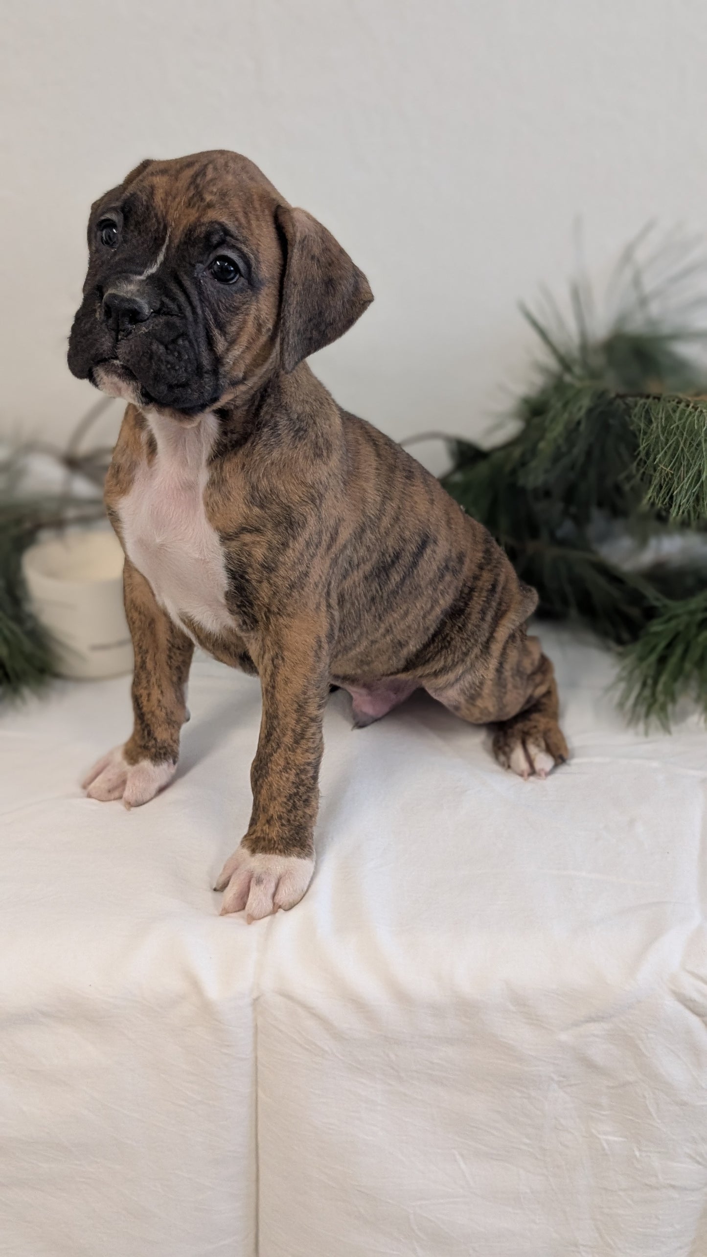 BOXER (DEC 04) MALES