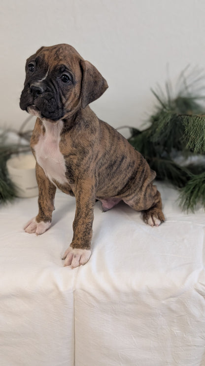 BOXER (DEC 04) MALES