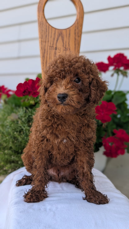 TOY POODLE (JUN 17) MALES