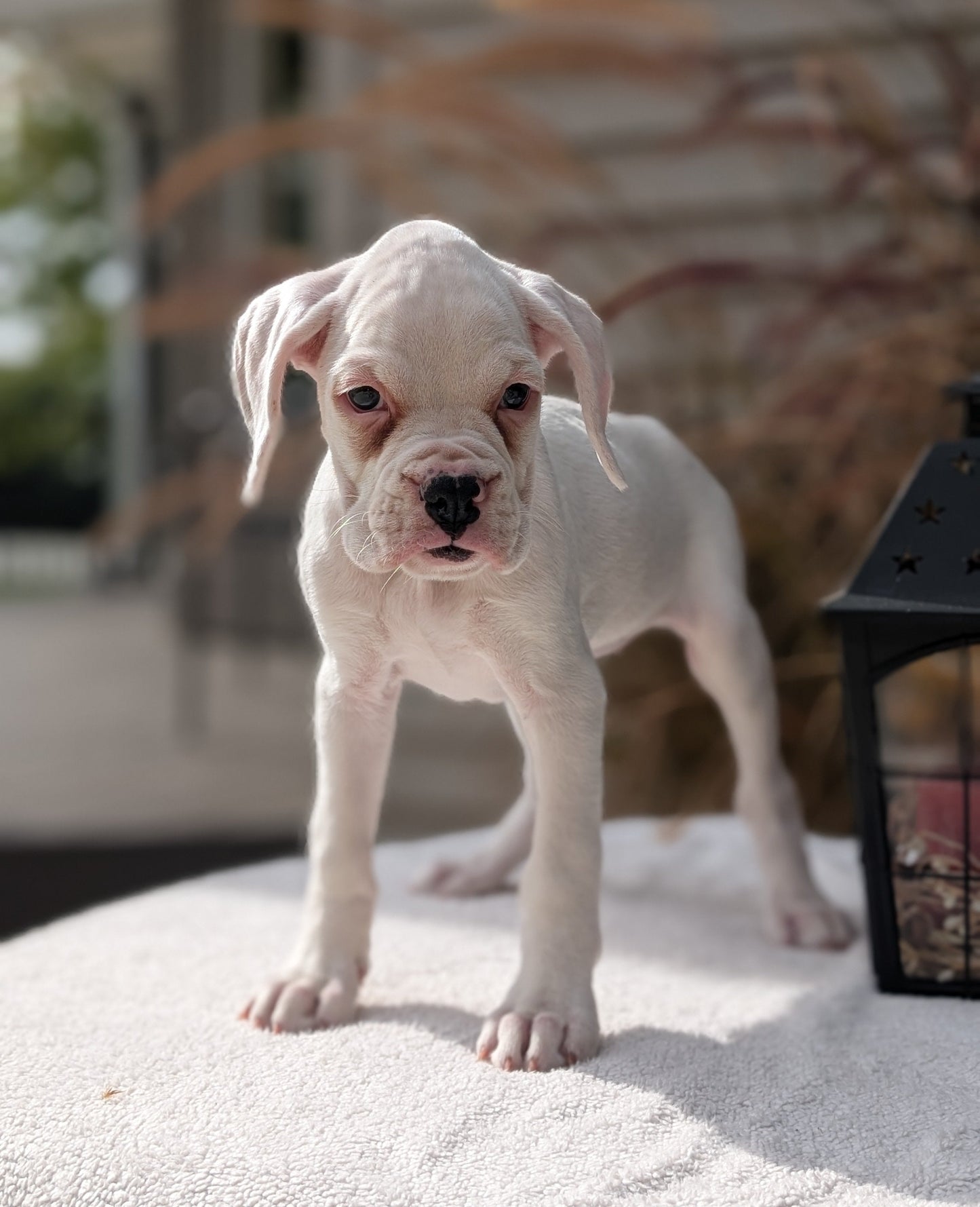 BOXER (08/20) FEMALE