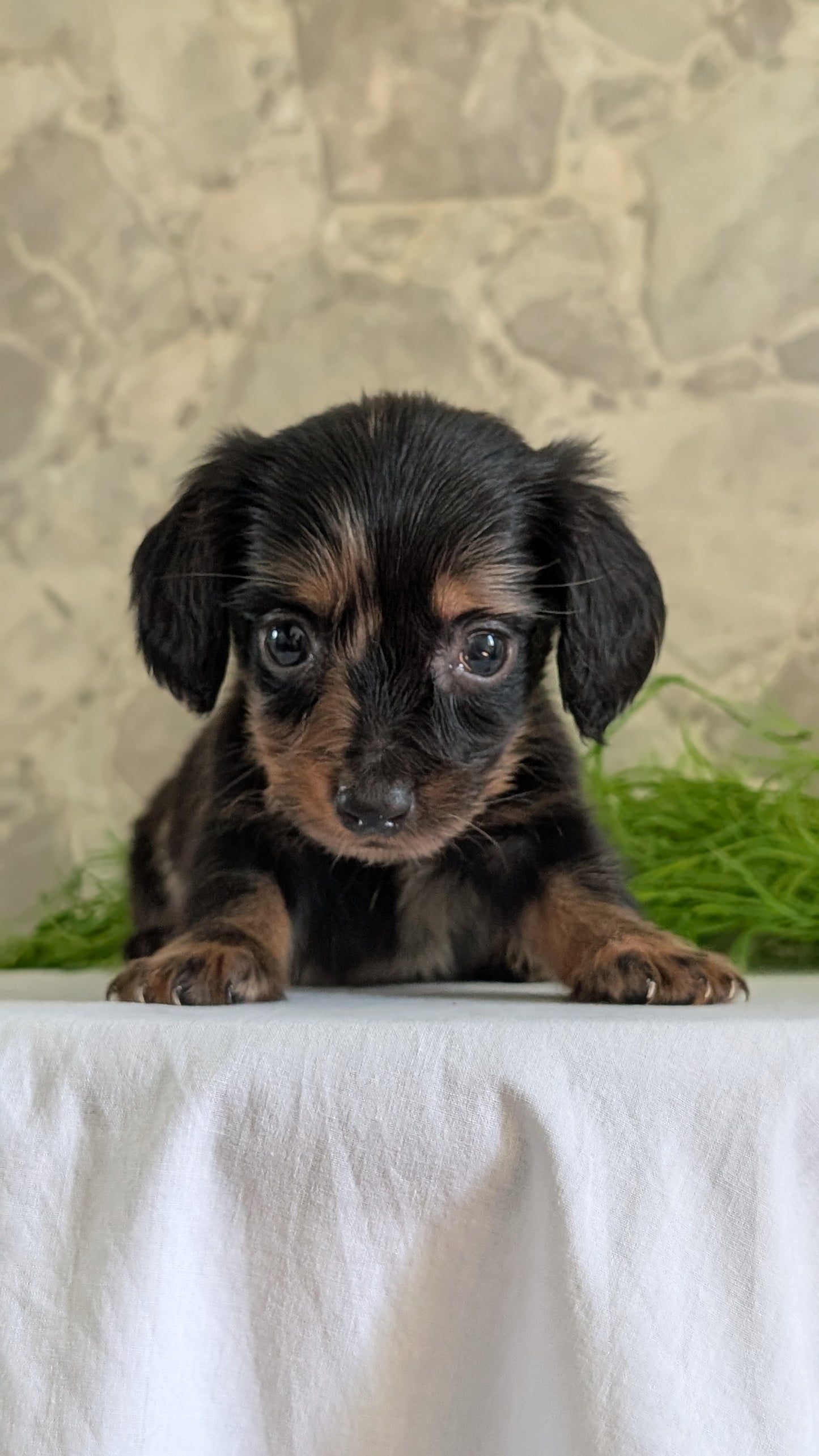 MINI DACHSHUND (APR 29) MALE