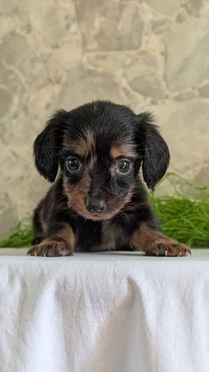 MINI DACHSHUND (APR 29) MALE