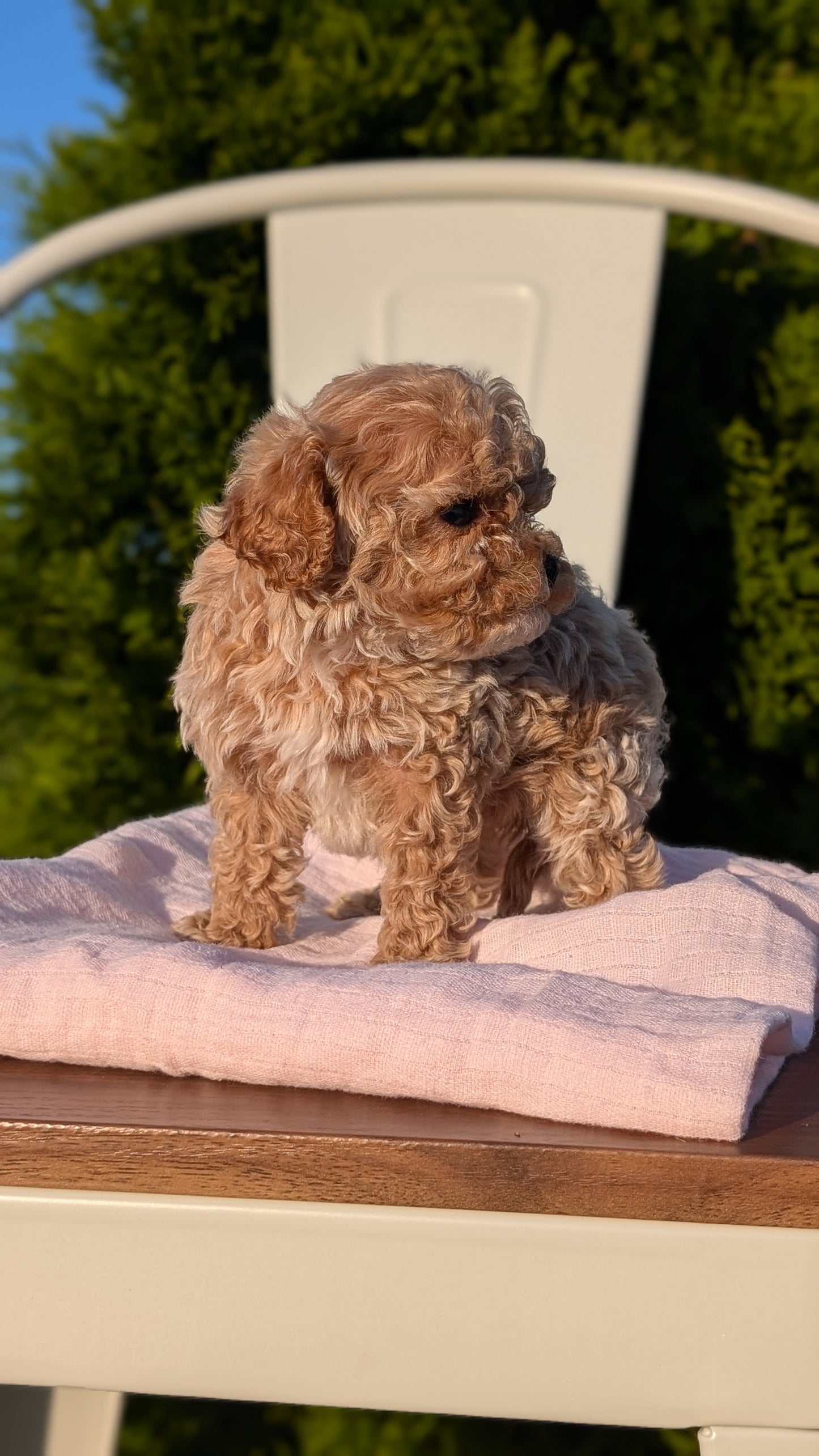 CAVAPOO (MAY 09) MALES