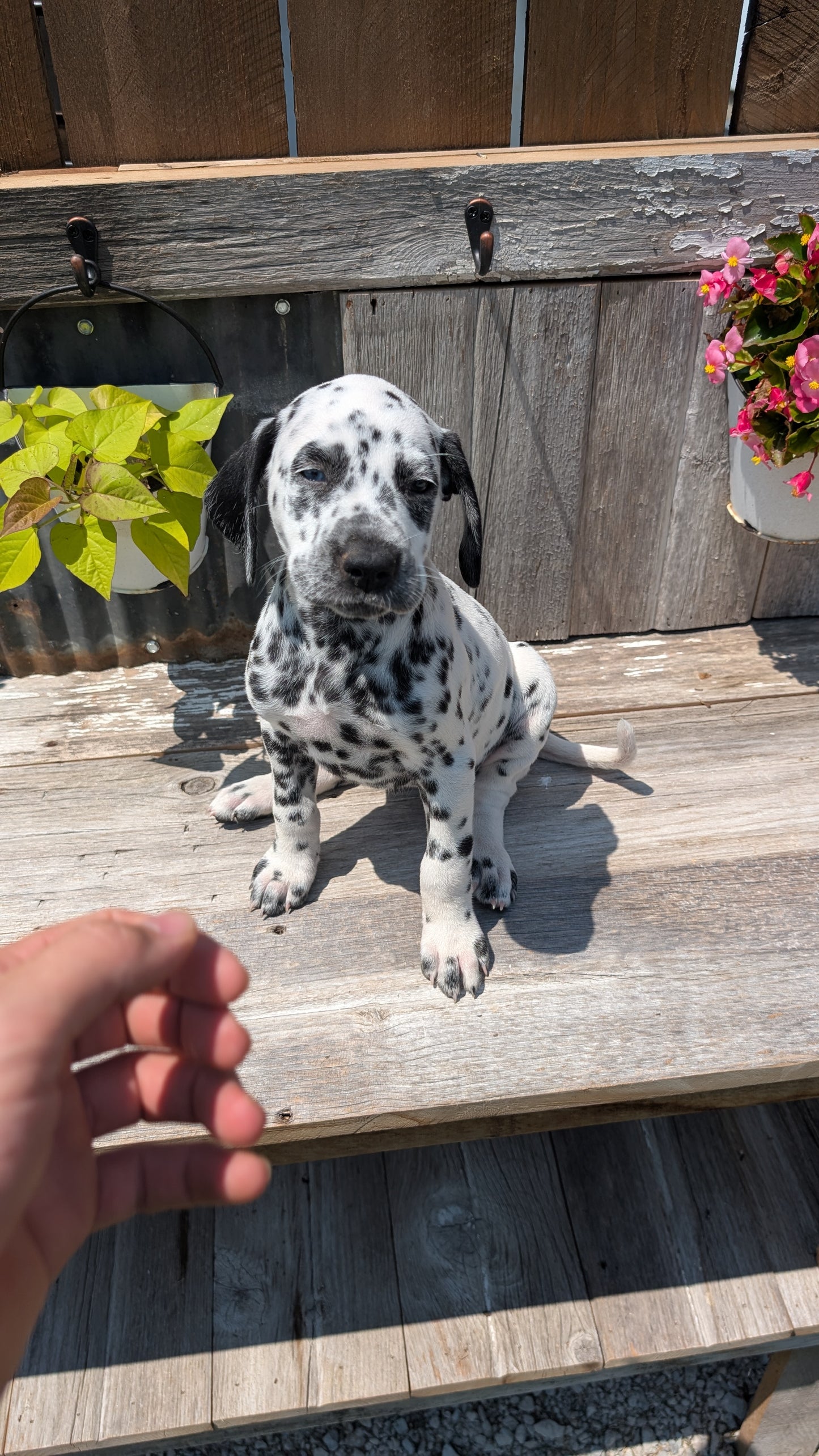 DALMATIAN (06/09) FEMALE