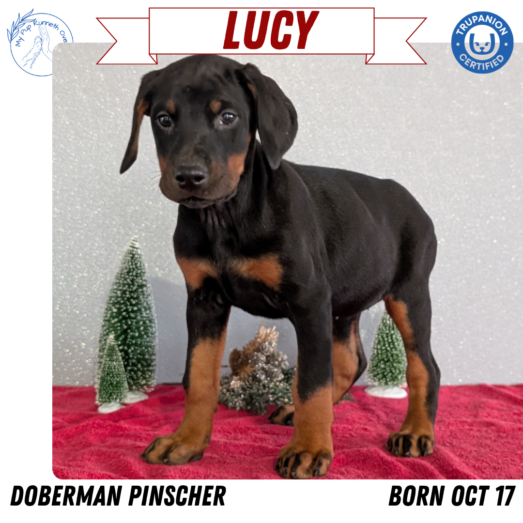 DOBERMAN PINSCHER (OCT 17) FEMALES