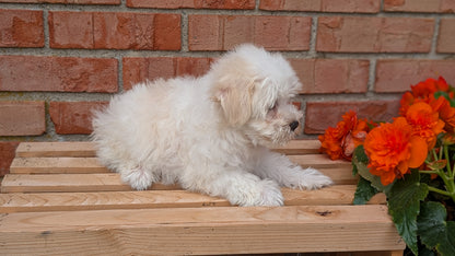 HAVANESE (MAY 14) MALES