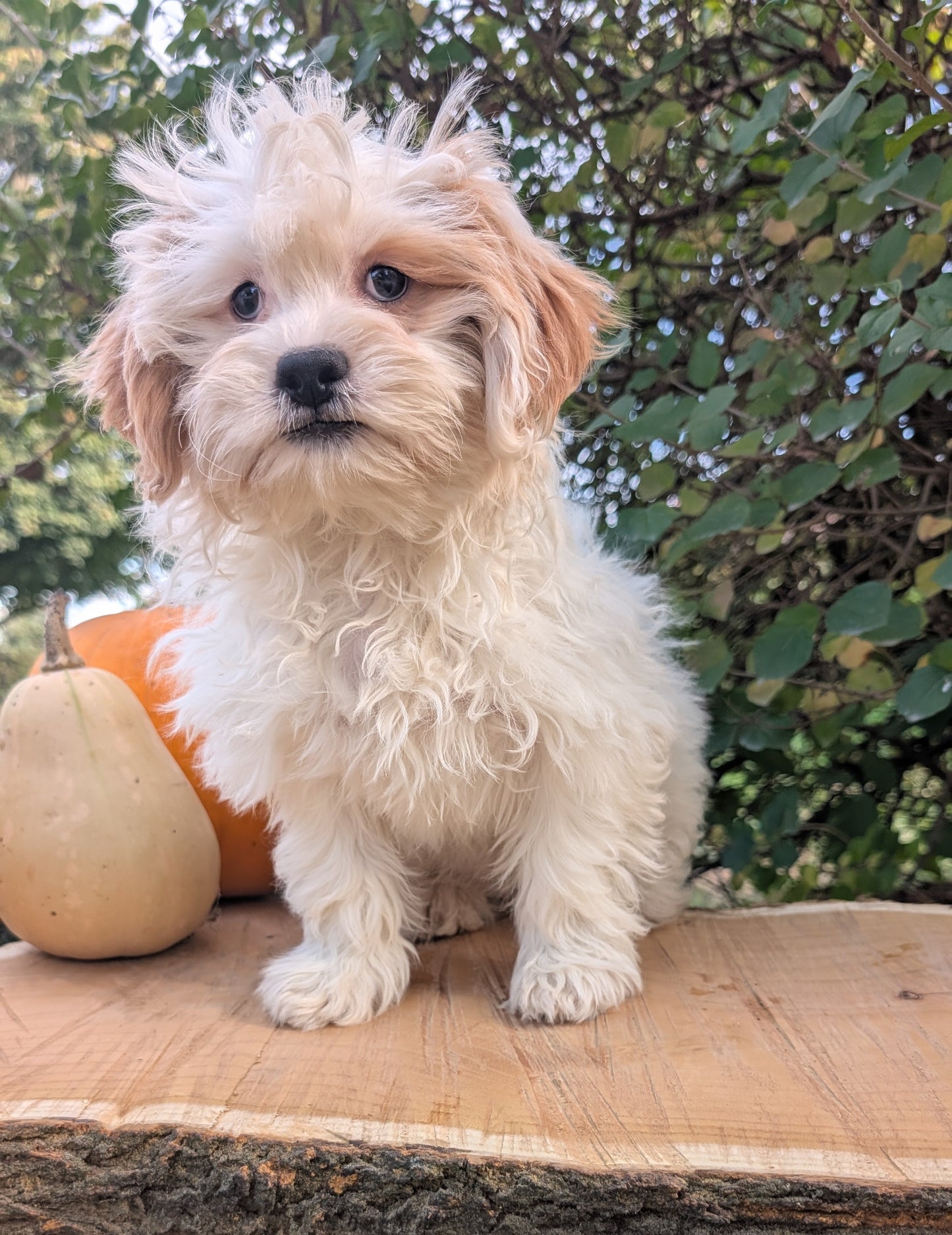 TEDDY BEAR (06/29) FEMALE