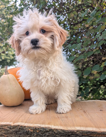 TEDDY BEAR (06/29) FEMALE