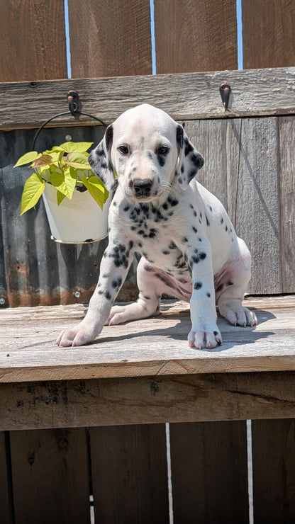 DALMATIAN (06/09) FEMALE