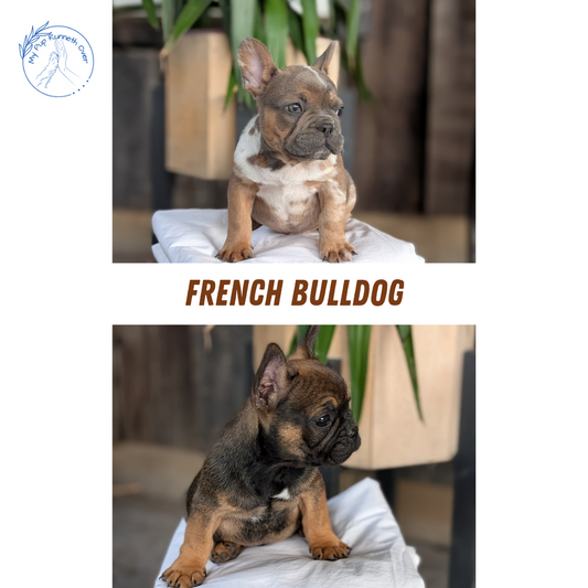 FRENCH BULLDOG (08/12) MALE