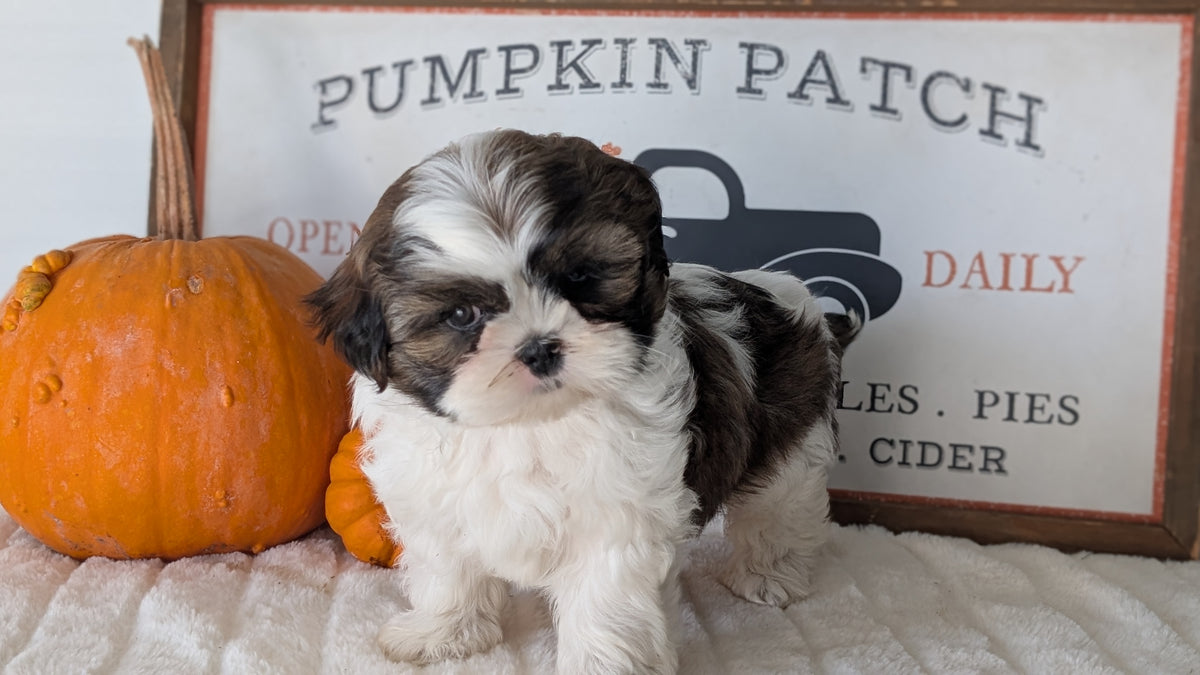 SHIH TZU (AUG 17) 2 FEMALES/3 MALES