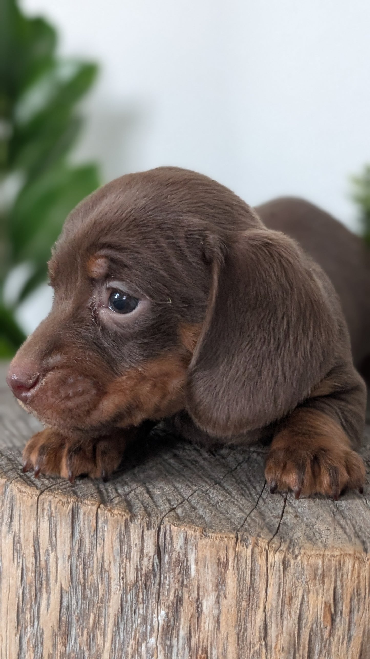 MINI DACHSHUND (09/22) FEMALE
