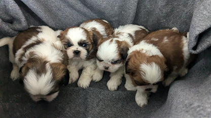 SHIH TZU (10/08) MALE