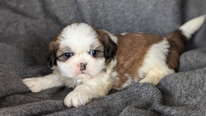 SHIH TZU (10/08) MALE