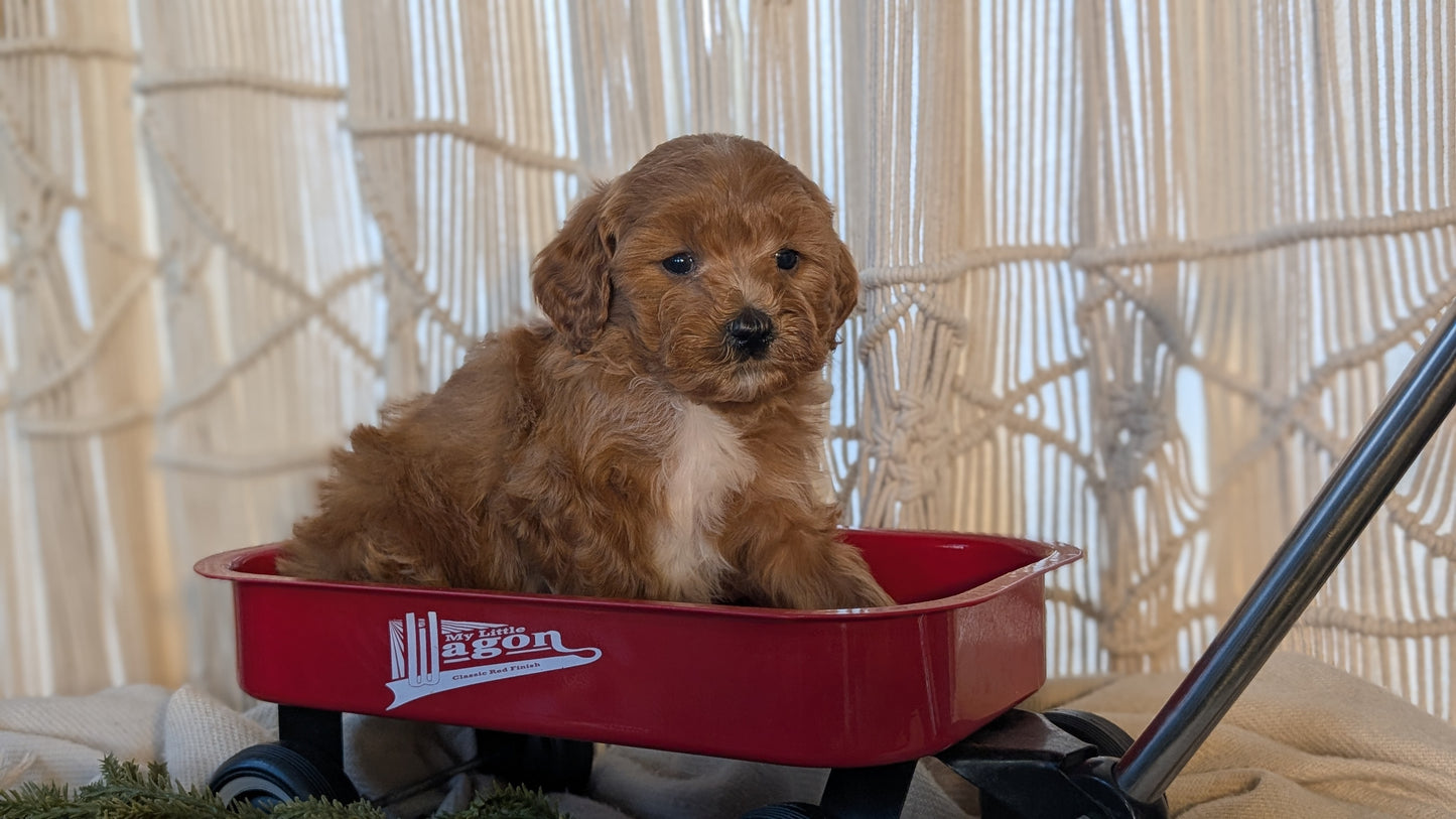 CAVAPOO (NOV 17) MALES