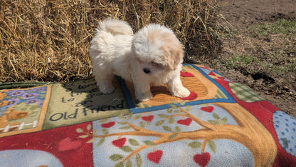 TEDDY BEAR (02/18) MALE