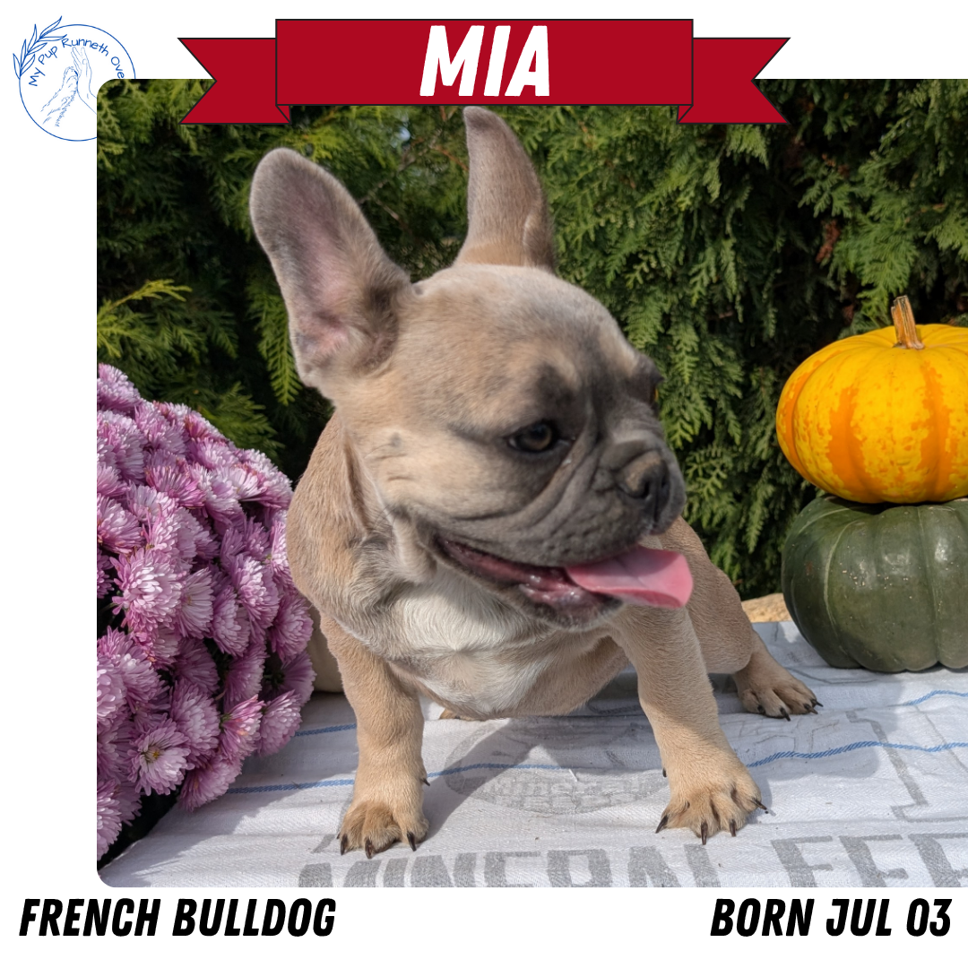 FRENCH BULLDOG (07/03) FEMALE