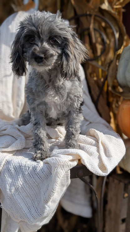 COCKAPOO (05/02) FEMALE