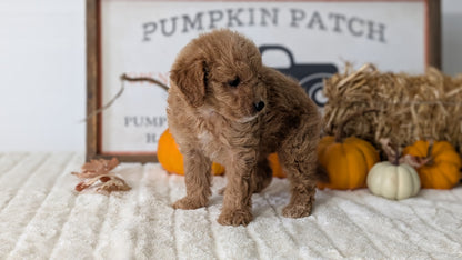MINI GOLDENDOODLE (AUG 13) 6 MALES/3 FEMALES