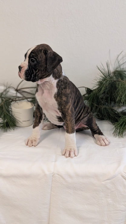 BOXER (DEC 04) FEMALE