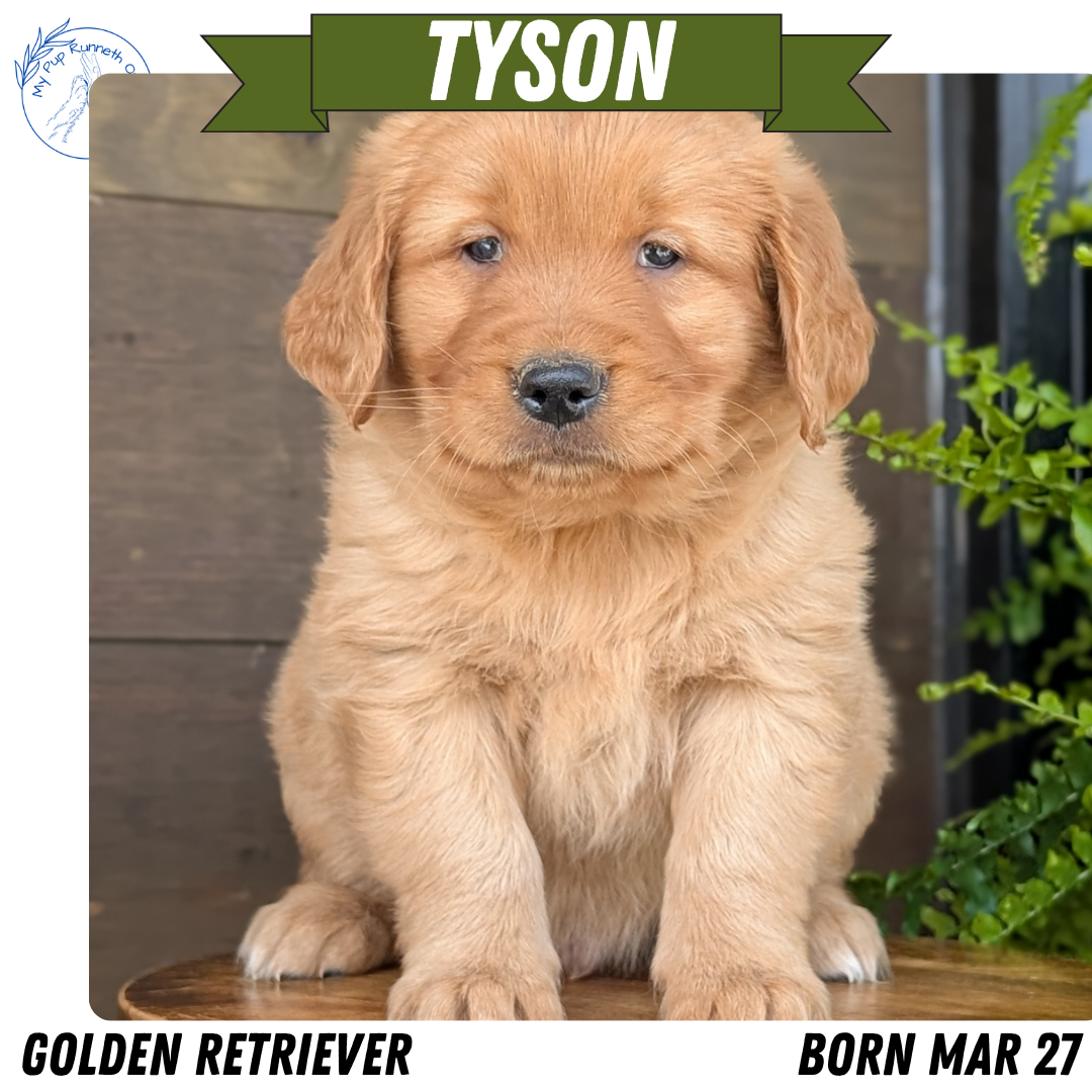 GOLDEN RETRIEVER (MAR 27) MALES