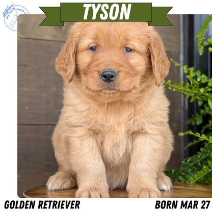 GOLDEN RETRIEVER (MAR 27) MALES