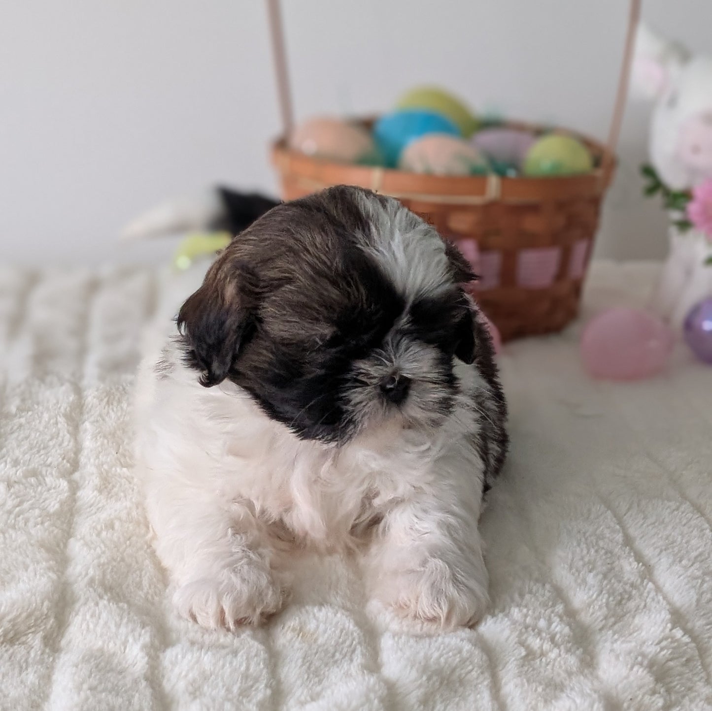 SHIH TZU (FEB 10) FEMALES