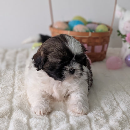 SHIH TZU (FEB 10) FEMALES
