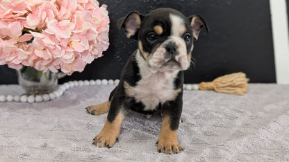 ENGLISH BULLDOG (FEB 09) MALES