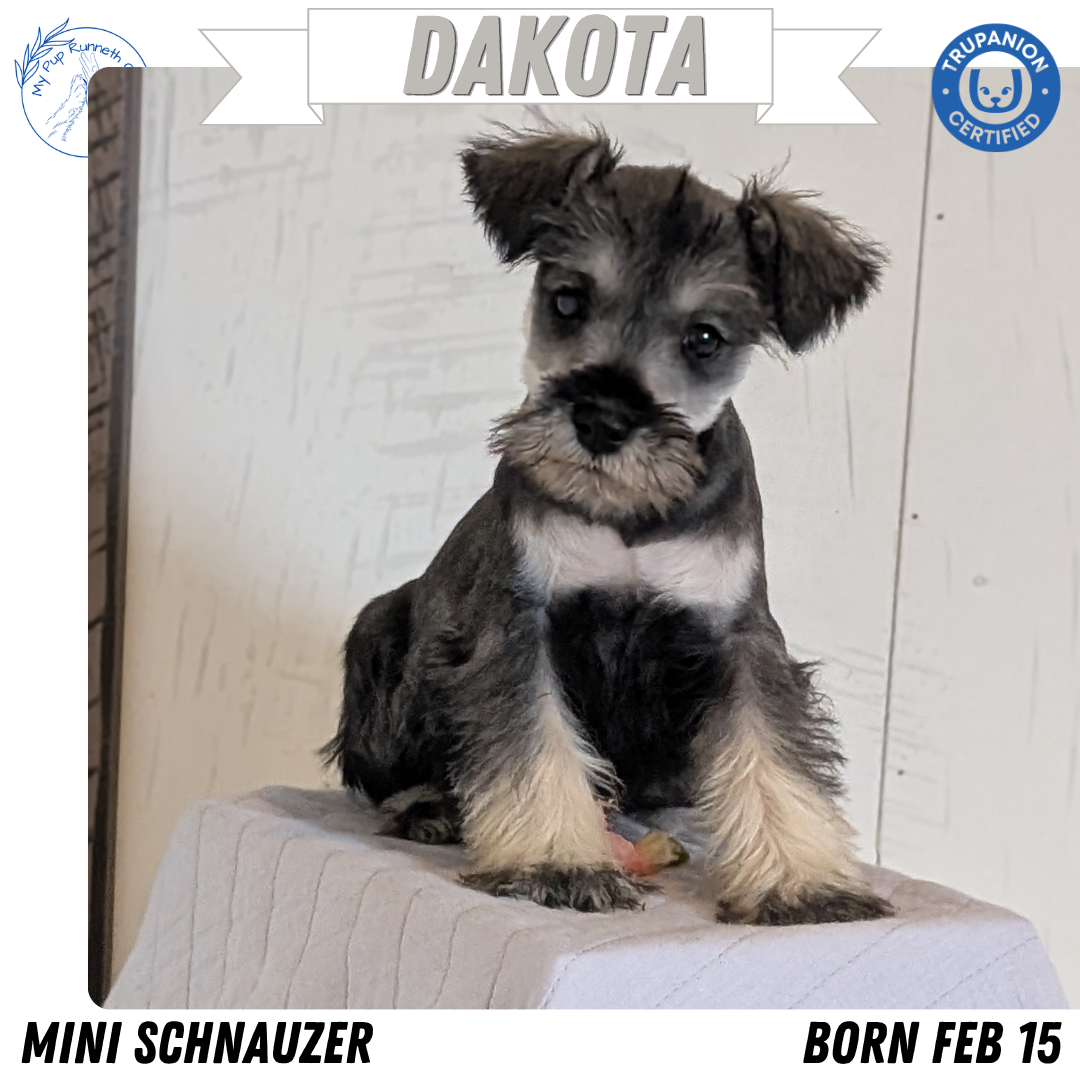 MINI SCHNAUZER (FEB 15) FEMALES