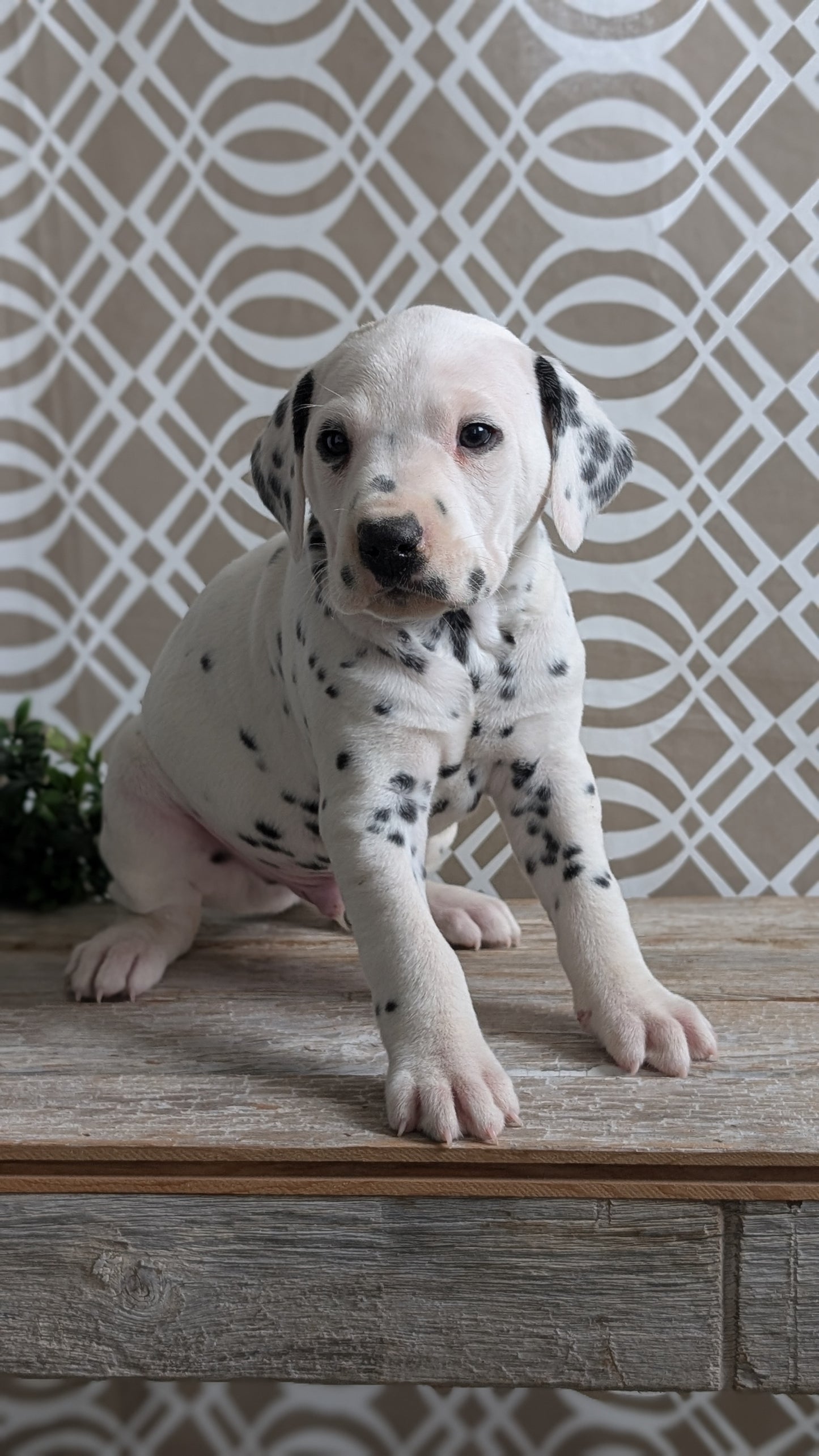 DALMATIAN (FEB 06) MALES