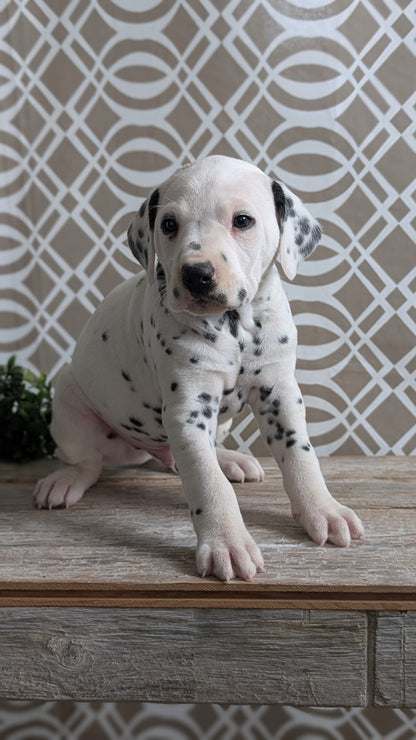DALMATIAN (FEB 06) MALES