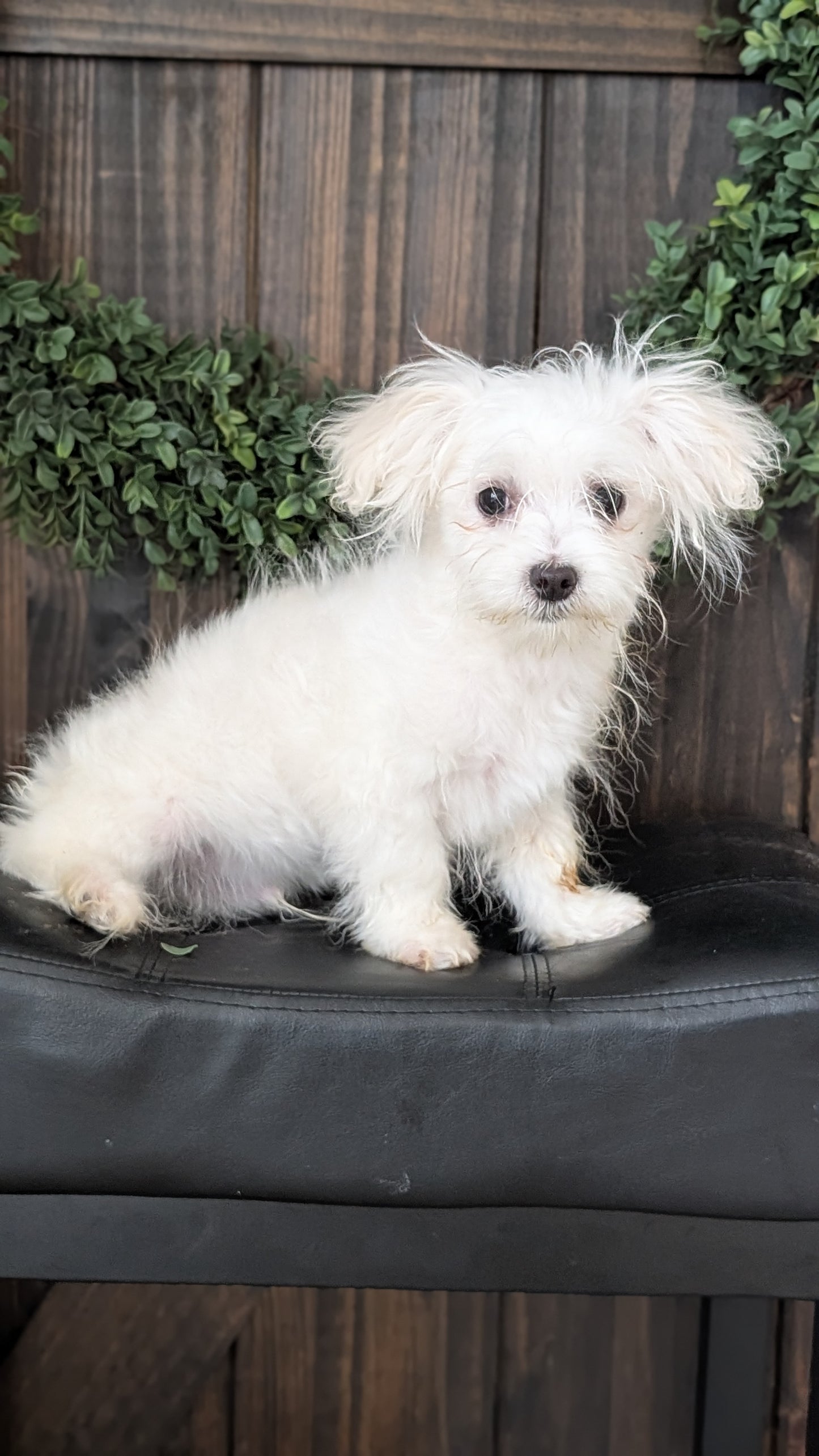 MALTESE (NOV 15) MALES