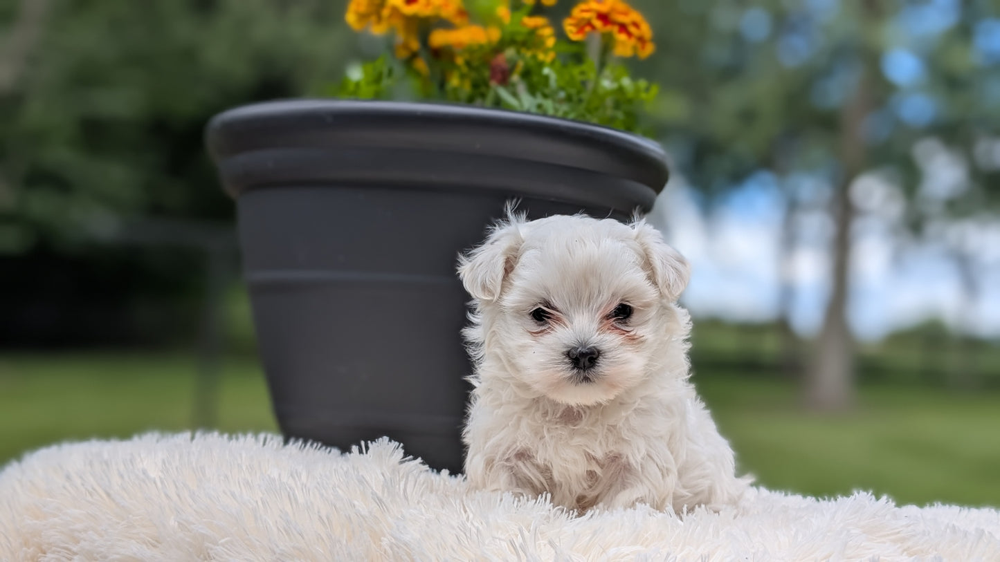 MALTESE (MAY 11) FEMALE