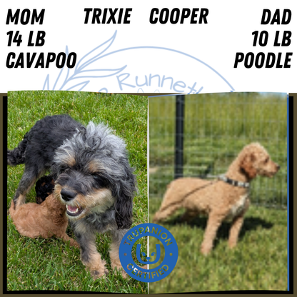 CAVAPOO (NOV 17) FEMALES