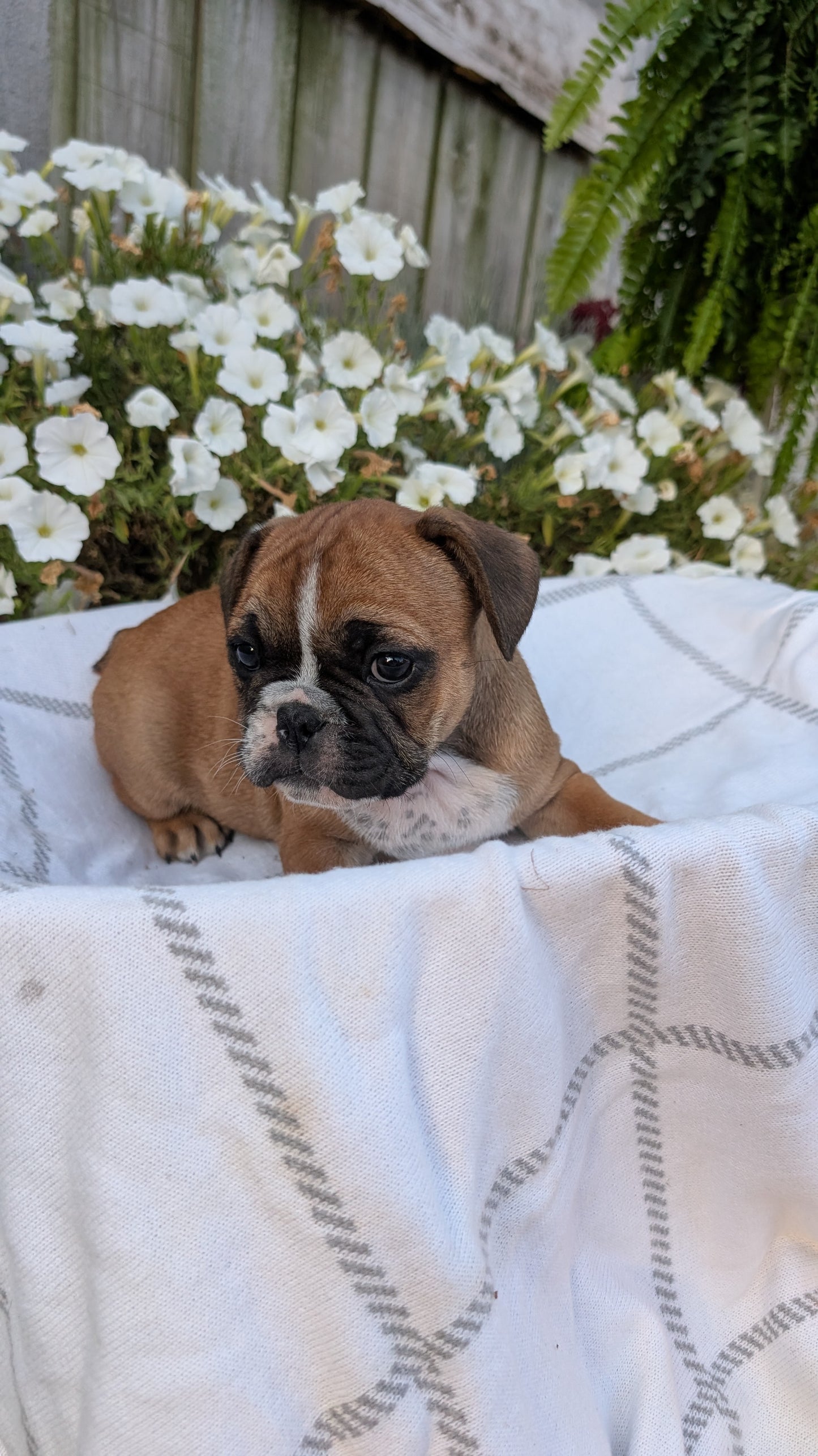 FRENCH BULLDOG (07/15) MALE
