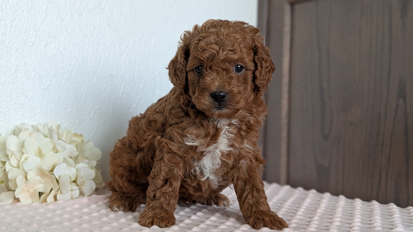 CAVAPOO (APR 12) MALE