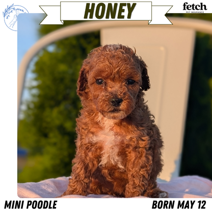 MINI POODLE (MAY 12) FEMALES