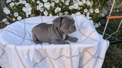 FRENCH BULLDOG (07/15) MALE